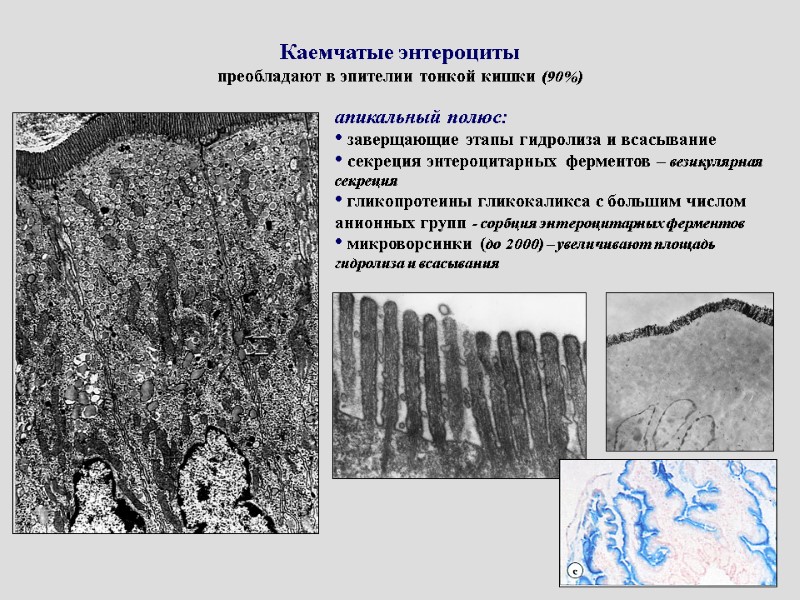 Каемчатые энтероциты преобладают в эпителии тонкой кишки (90%) апикальный полюс:   заверщающие этапы